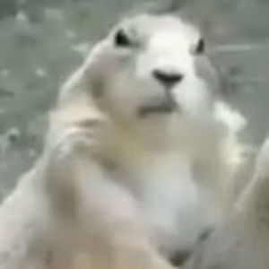 Meet your Posher, Bunnyo_the_